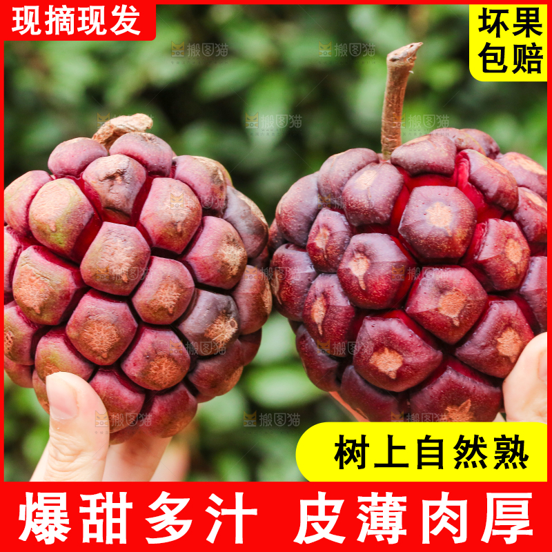 手里拿着恶魔果