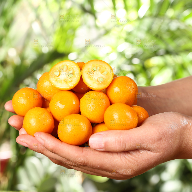 手里捧着金橘