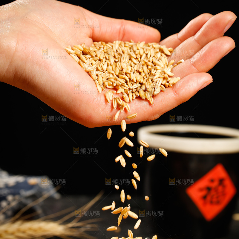 手里拿着燕麦米