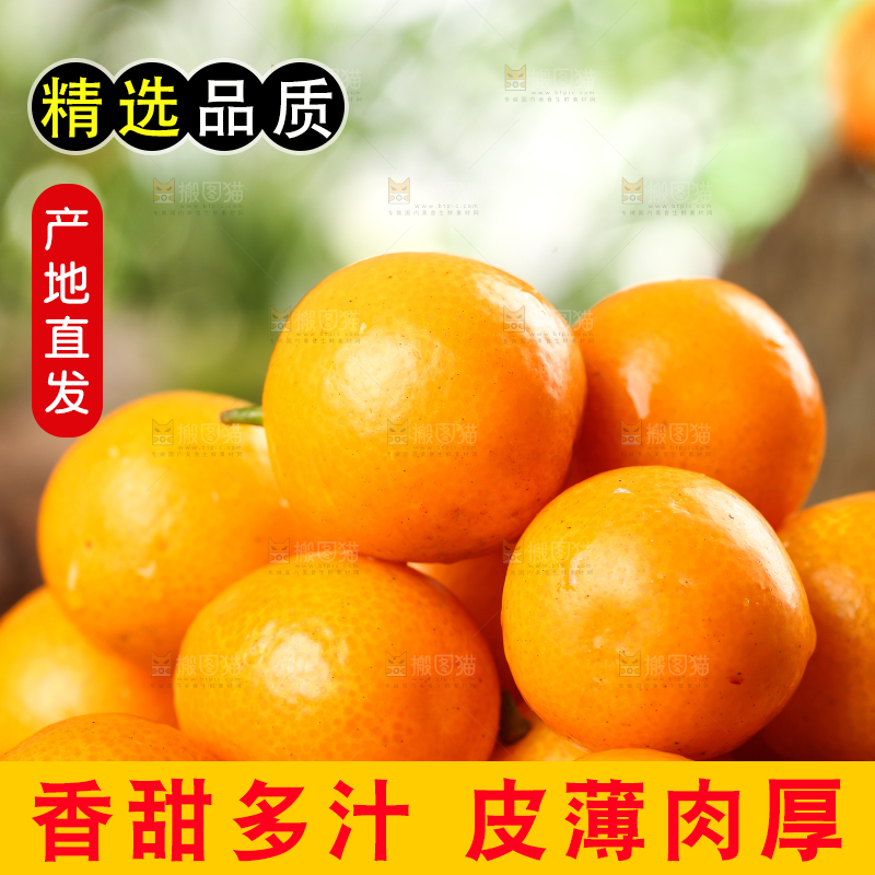 一堆广西小金桔