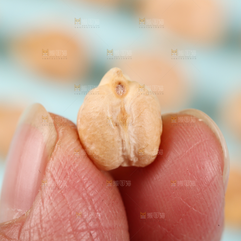 手里拿着鹰嘴豆