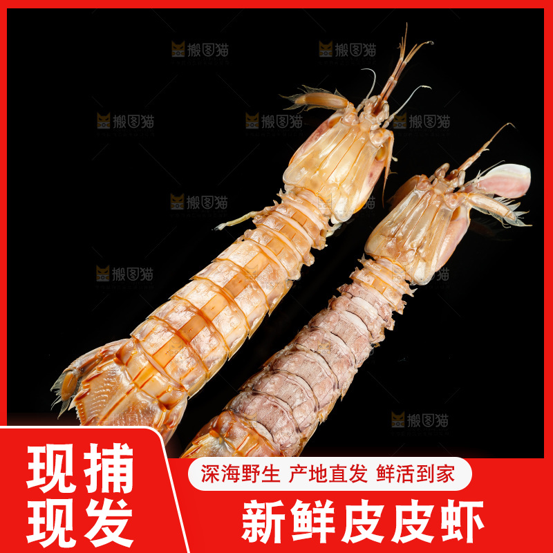 黑底上的富贵虾