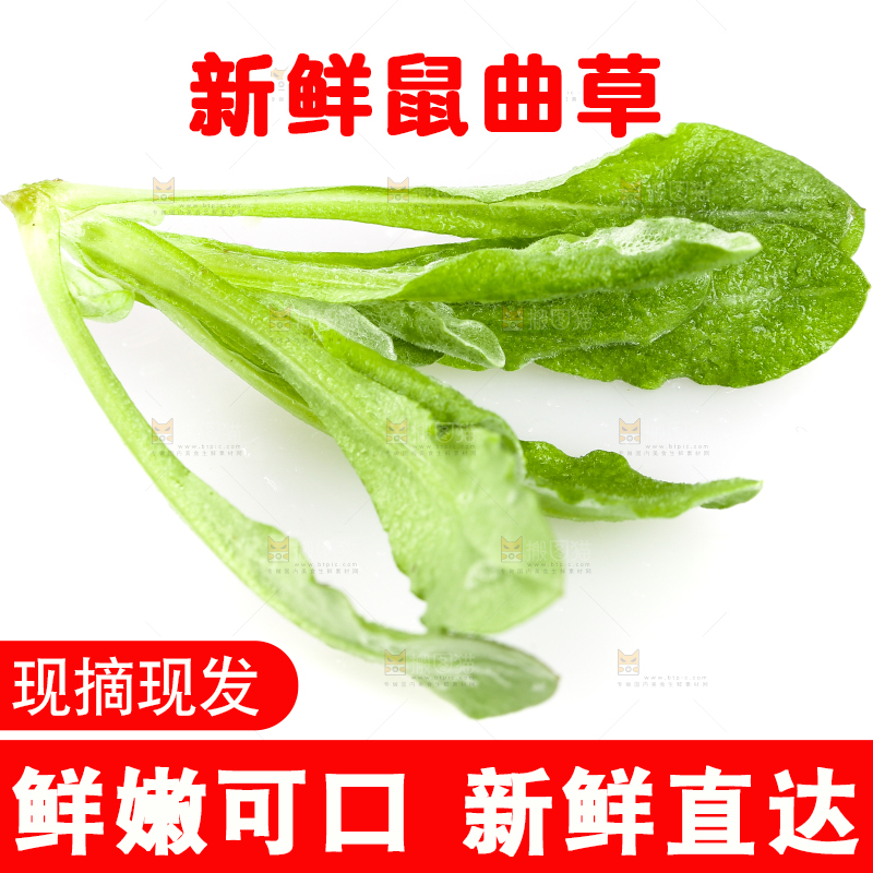 白底上放着清明草