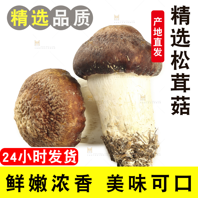 白底上放着松茸菇