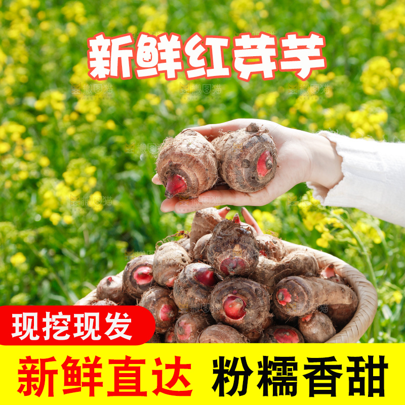 一簸箕红芽芋头