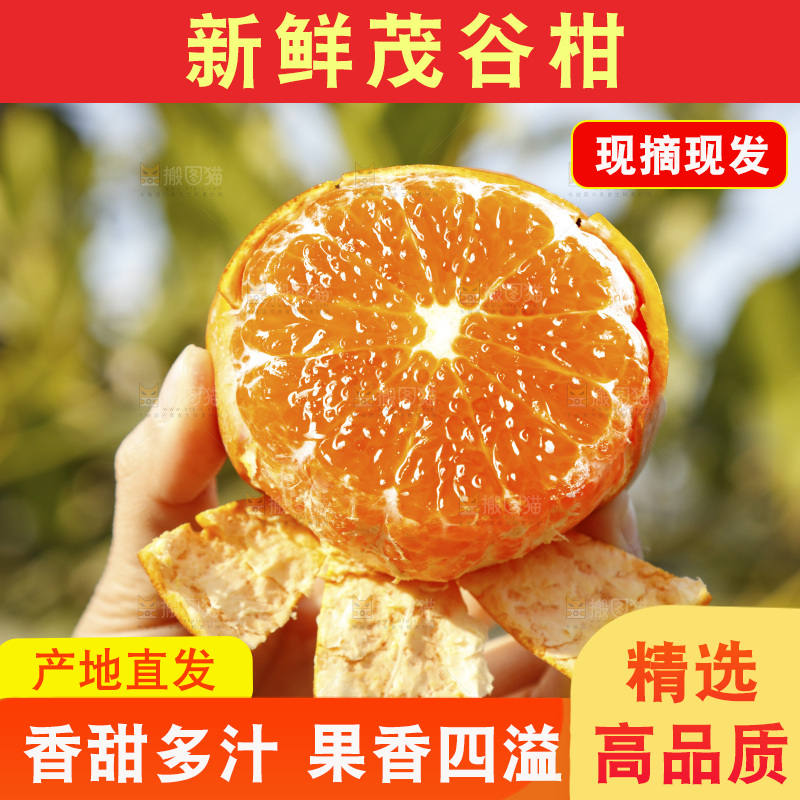 手里拿着茂谷柑
