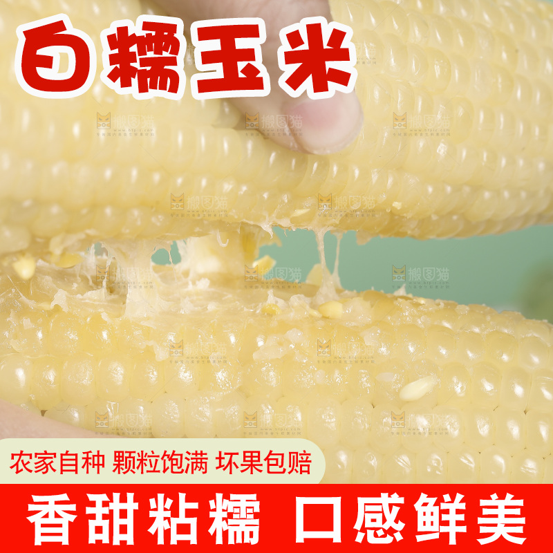手里拿着东北白糯玉米