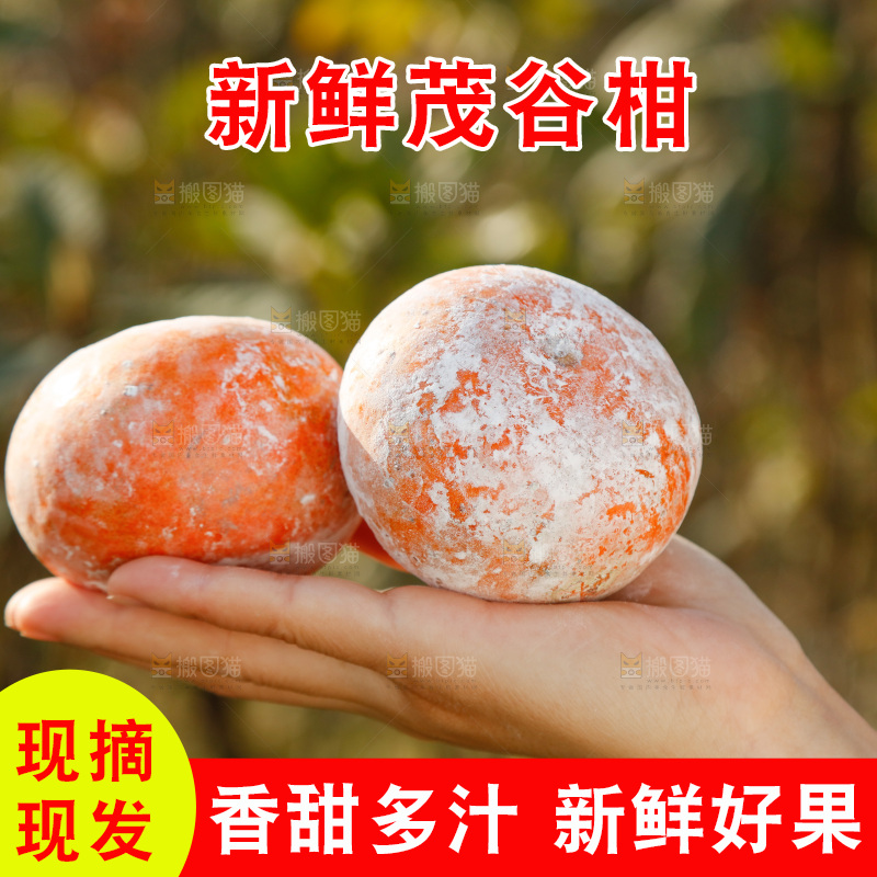 手里拿着脏脏柑