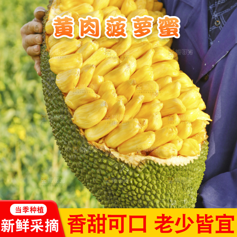 手里抱着黄肉菠萝蜜