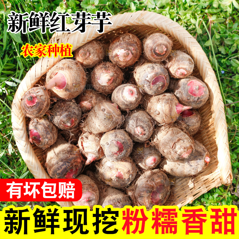 一簸箕红芽芋头