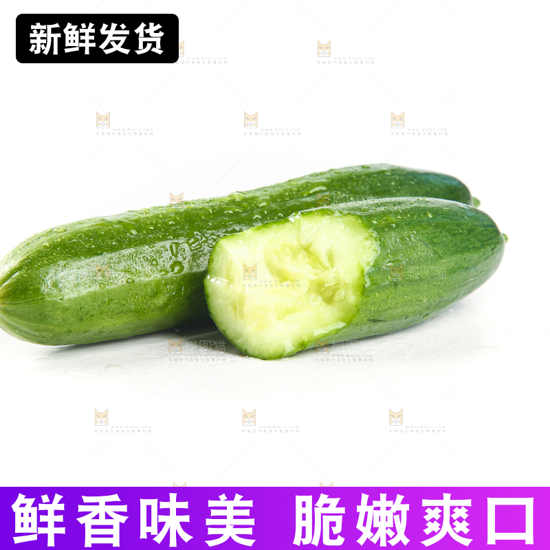白底上的寿光水果黄瓜
