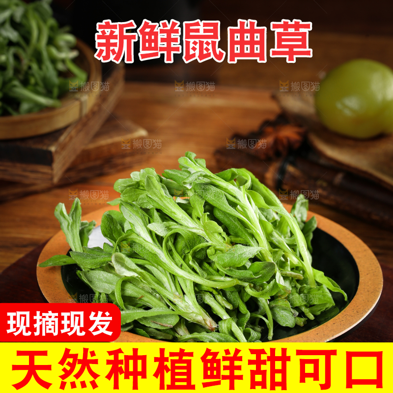 一盘野生鼠曲草