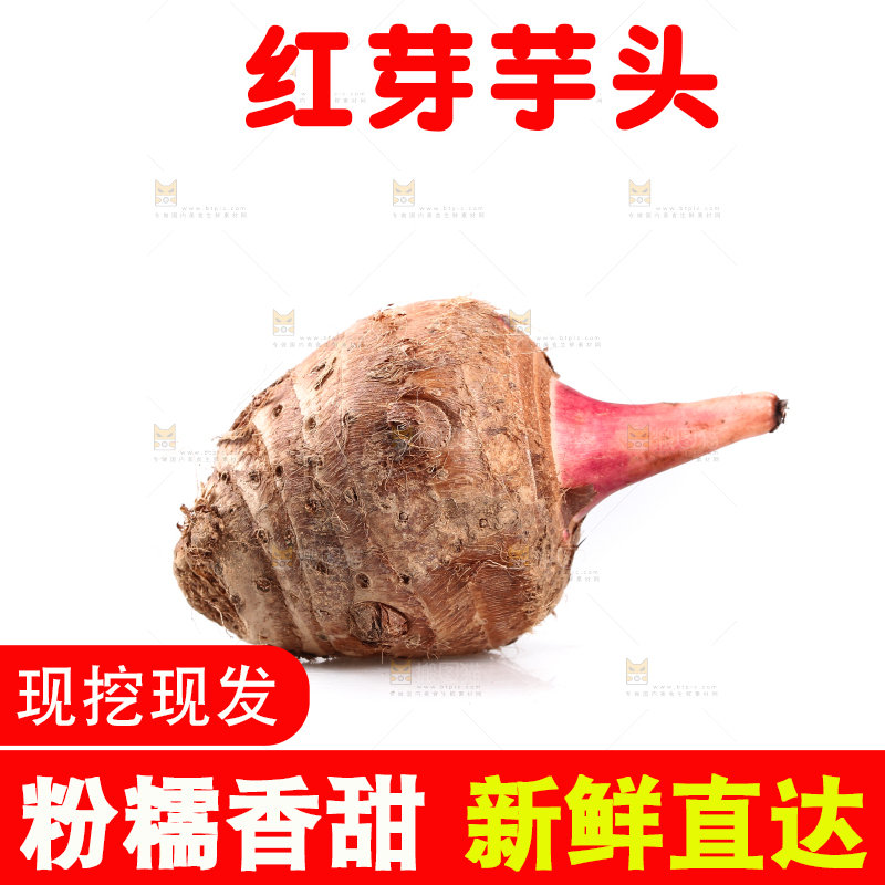 白底上的广西红芽芋