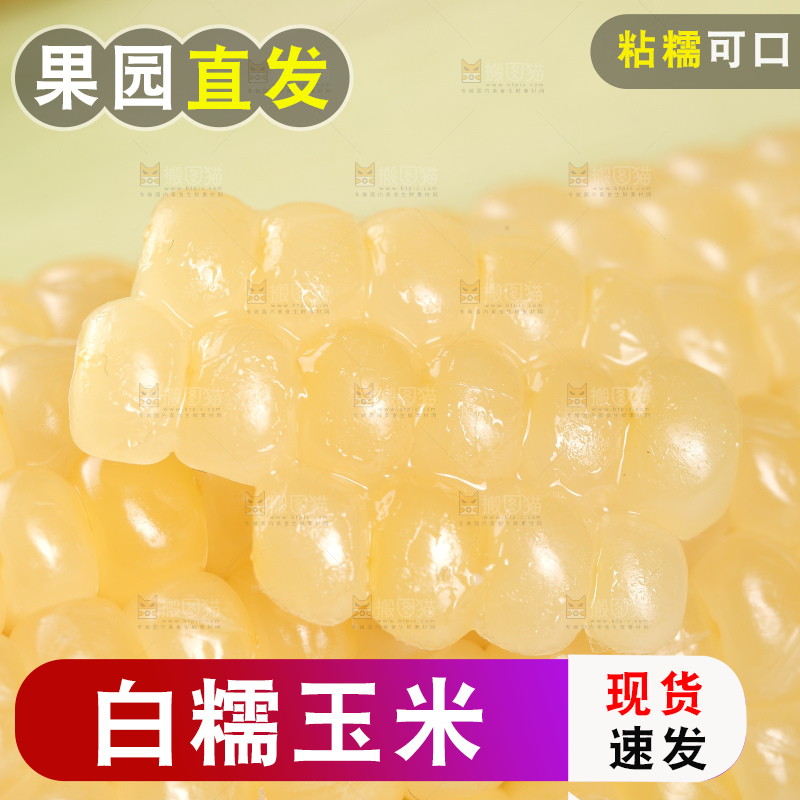 新鲜的甜糯玉米