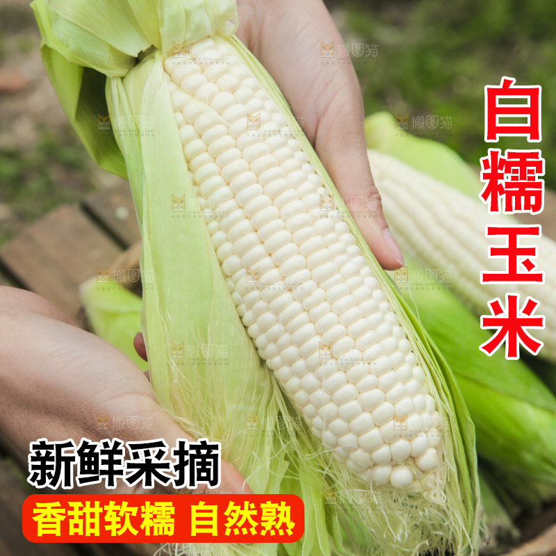 手里拿着白糯玉米棒