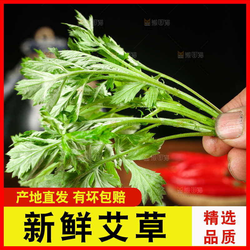 手里拿着艾蒿草