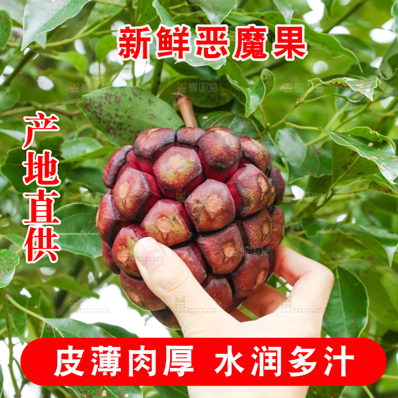 手里采摘着恶魔果