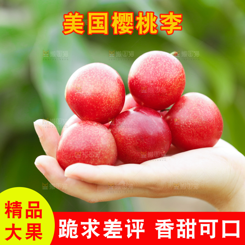 手里拿着澳洲樱桃李