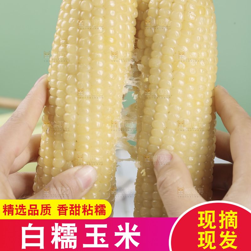 手里拿着白糯玉米棒