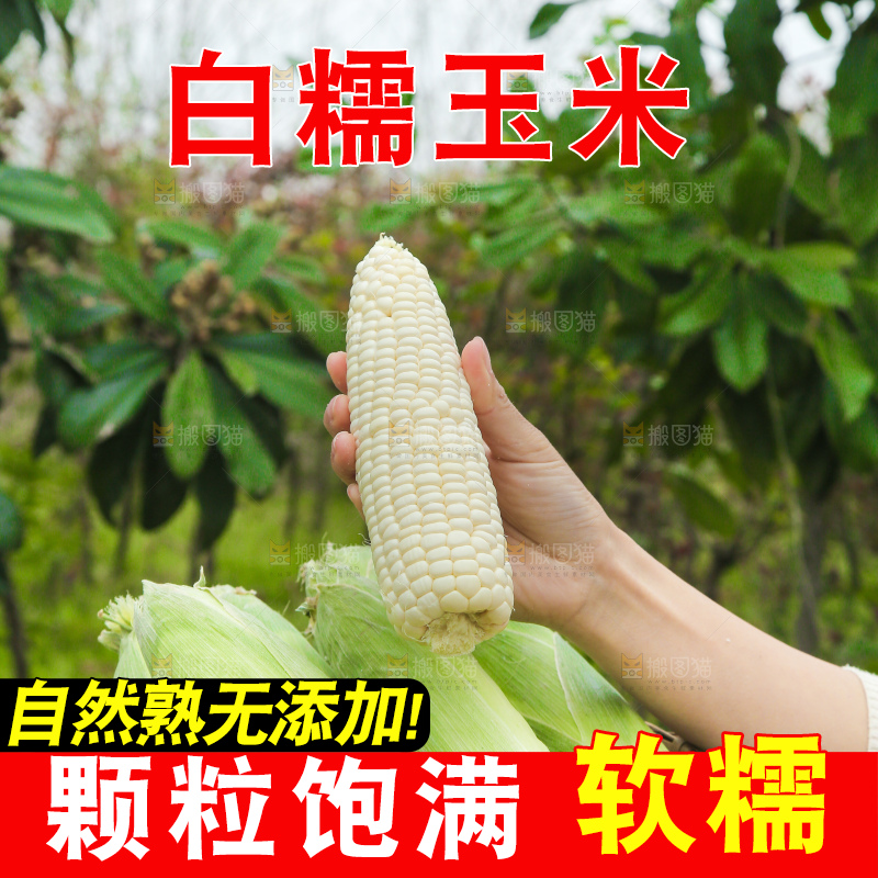 一篮新鲜白糯玉米