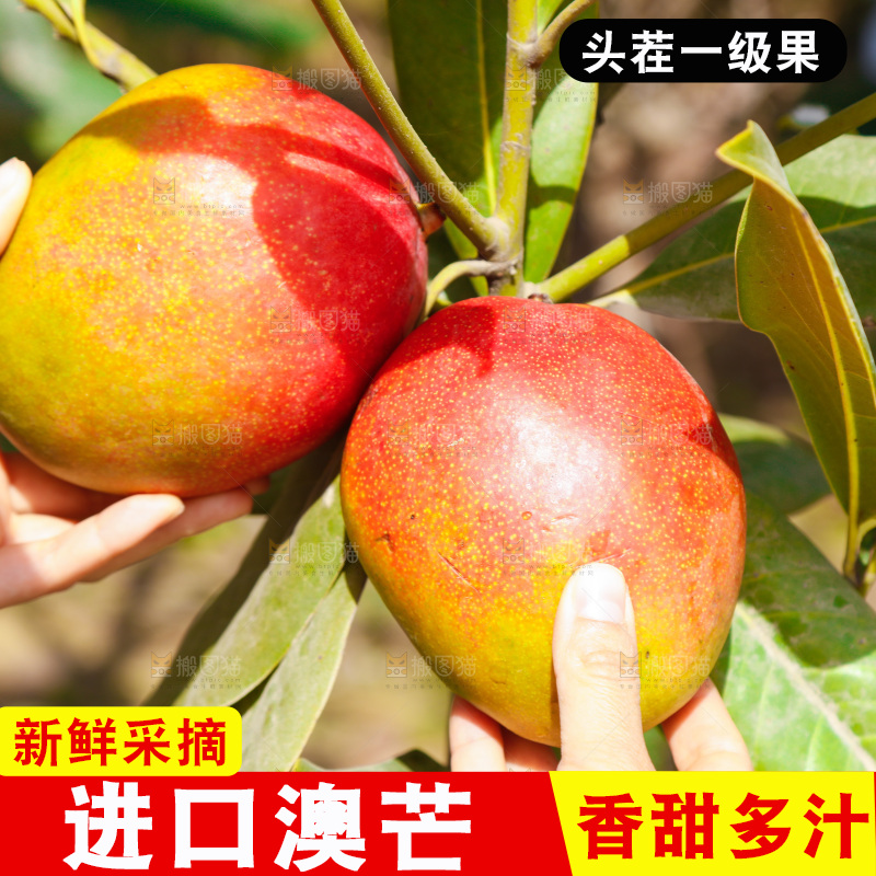 新鲜采摘澳芒