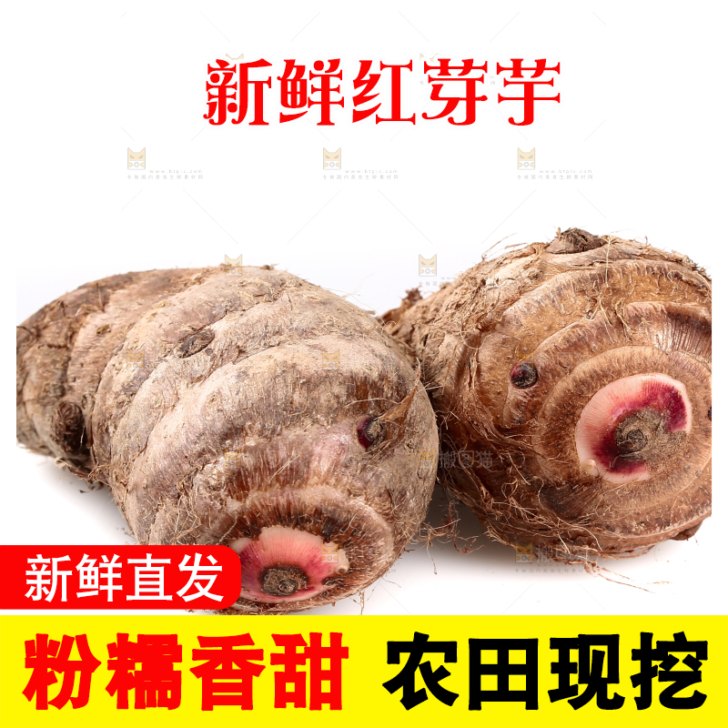 白底上的广西红芽芋