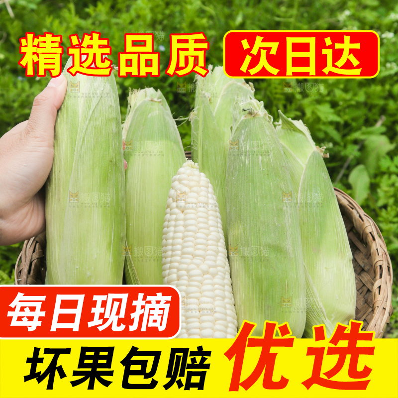 一篮新鲜白糯玉米
