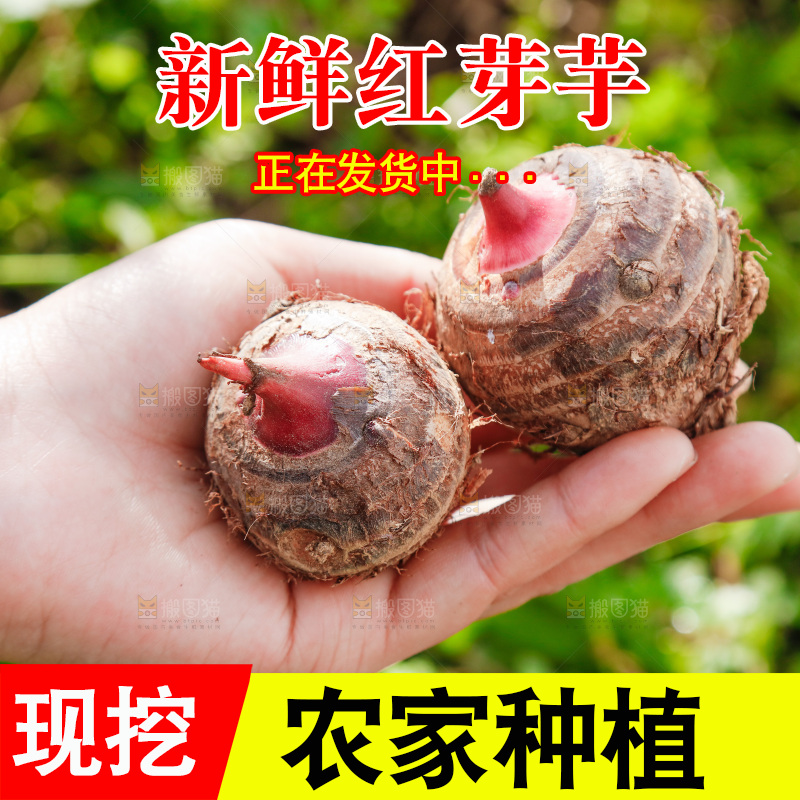 手里拿着红芽芋