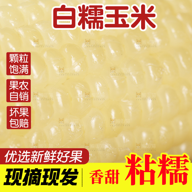 新鲜的甜糯玉米
