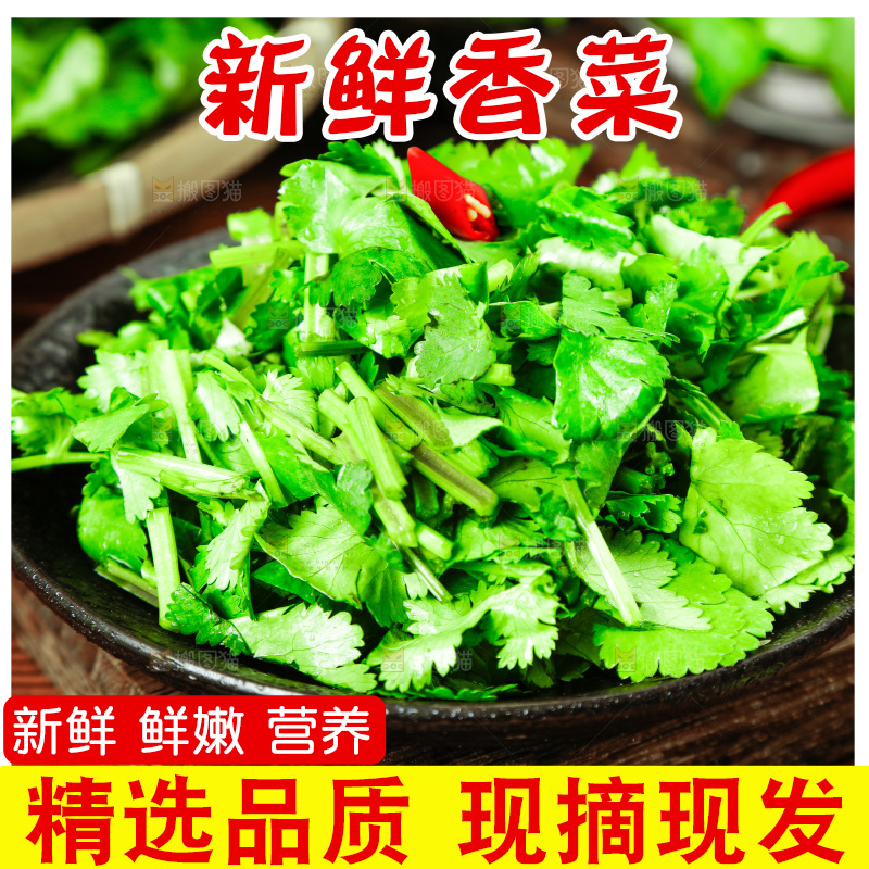 一盘小叶香菜