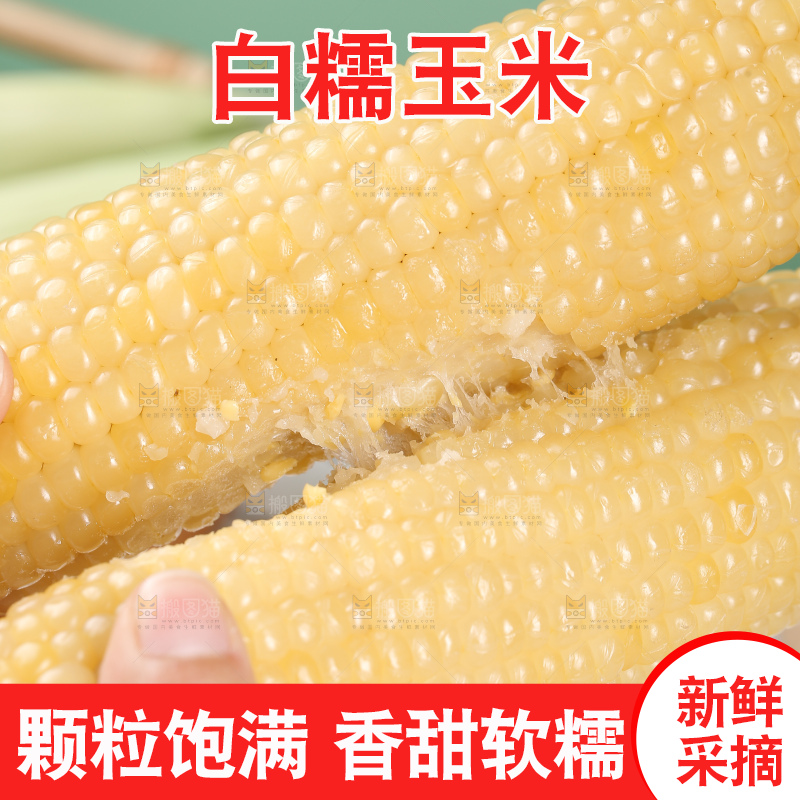 手里拿着白糯玉米棒