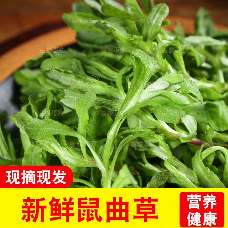 一盘野生鼠曲草