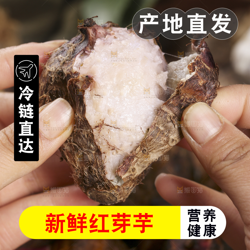 手里拿着熟的红芽芋