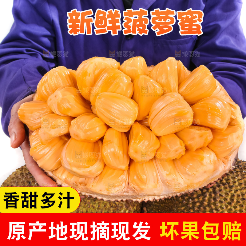 农民手里捧着红肉菠萝蜜