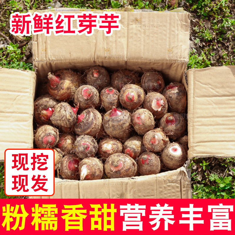 一箱广西红芽芋