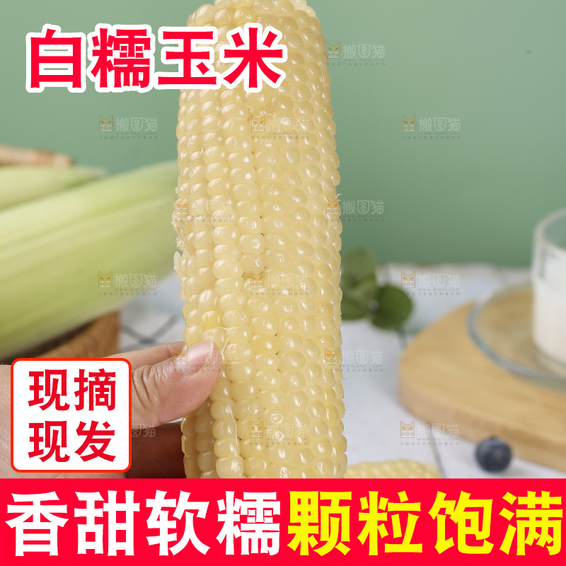 新鲜的甜糯玉米