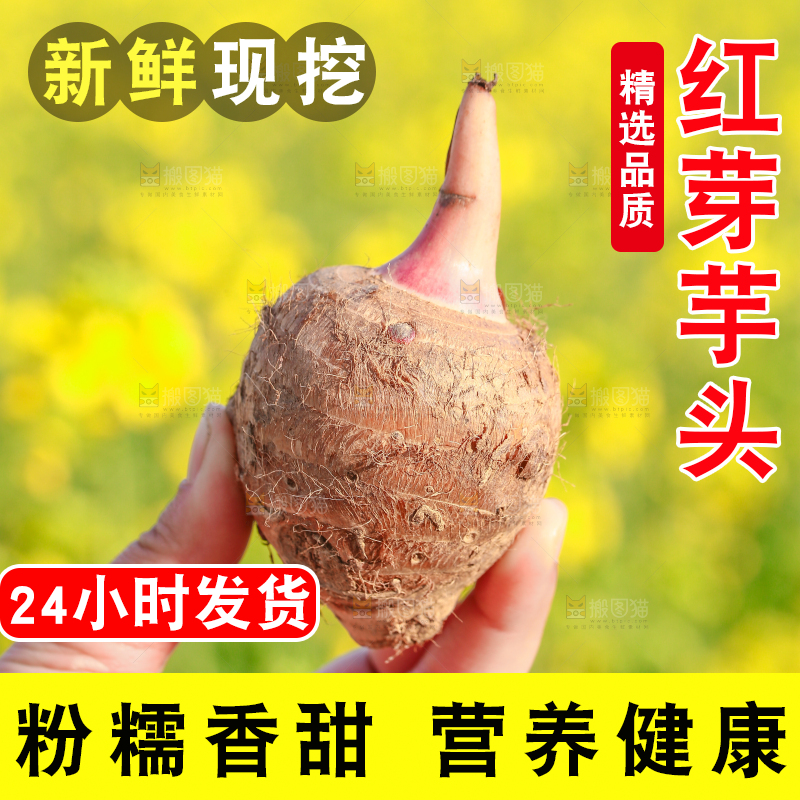 手里拿着新鲜红芽芋