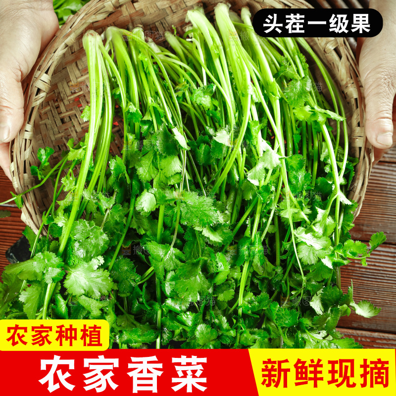 一篮新鲜香菜
