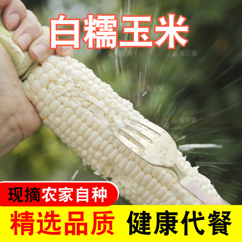 手里拿着白糯玉米棒