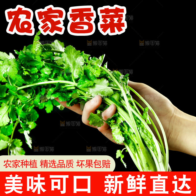 手里拿着小香菜