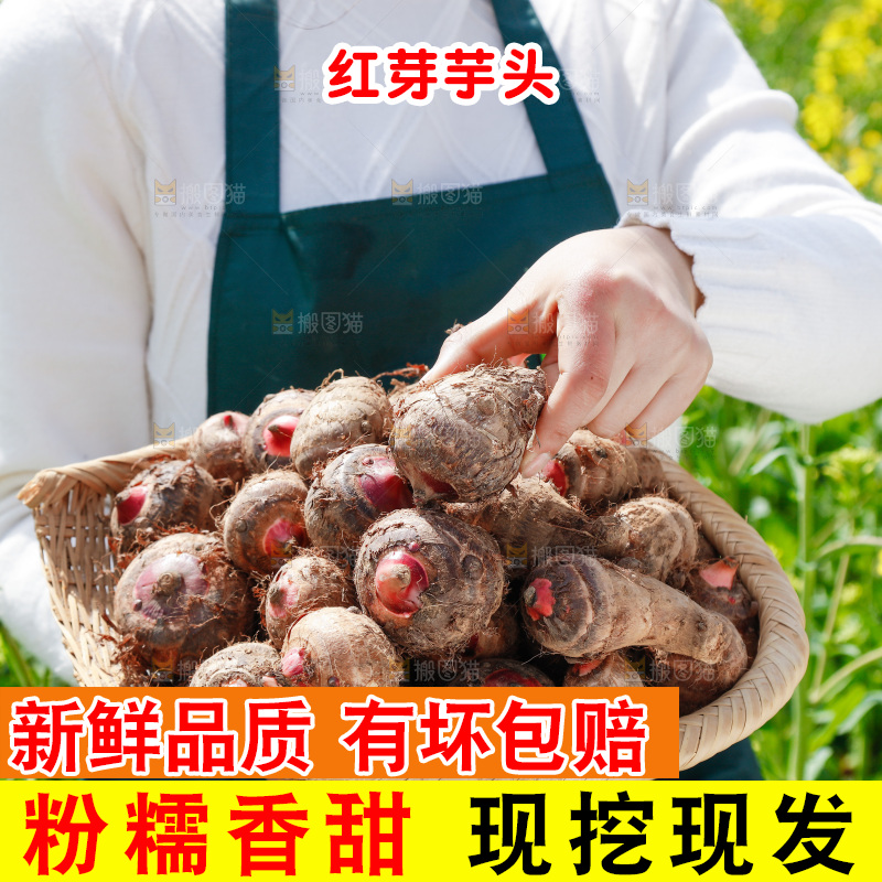 一簸箕红芽芋头