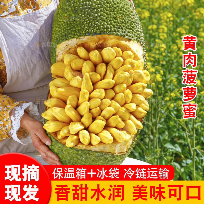 手里捧着海南黄肉菠萝蜜