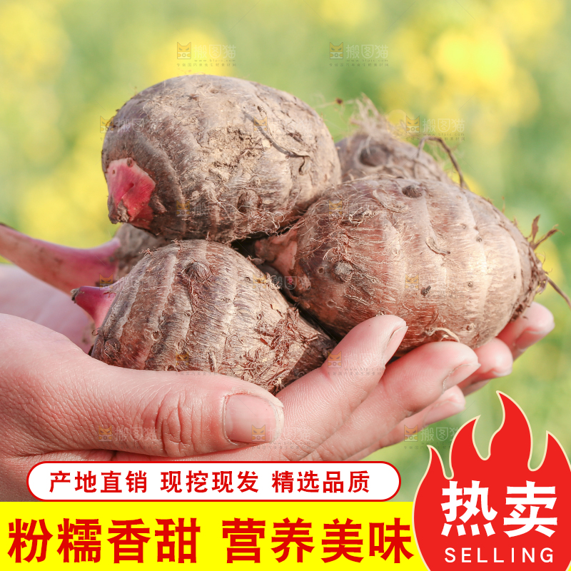 手里拿着新鲜红芽芋