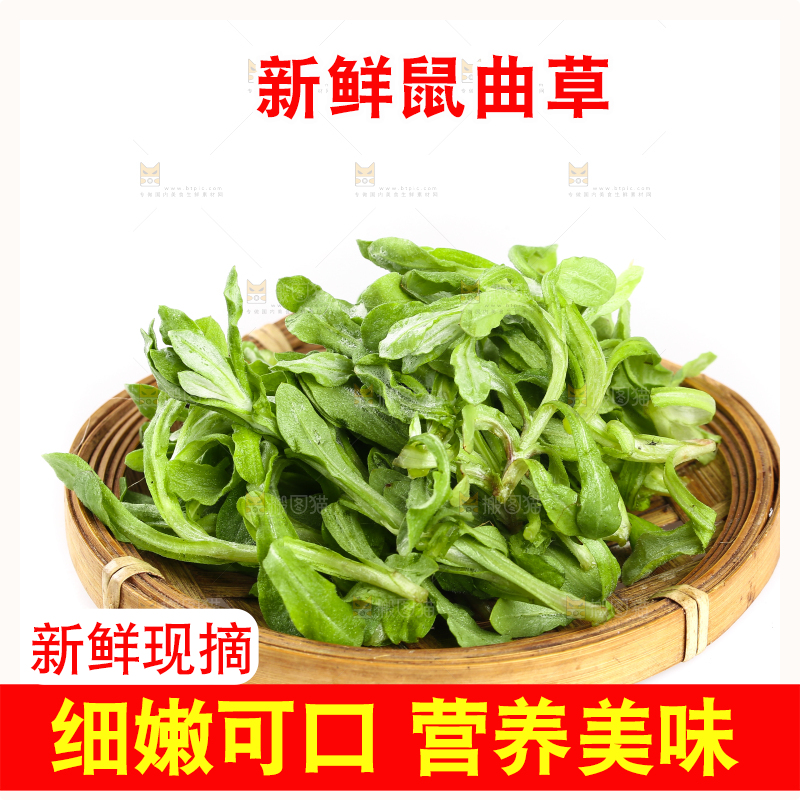 一盘鼠曲草摆放在白底上