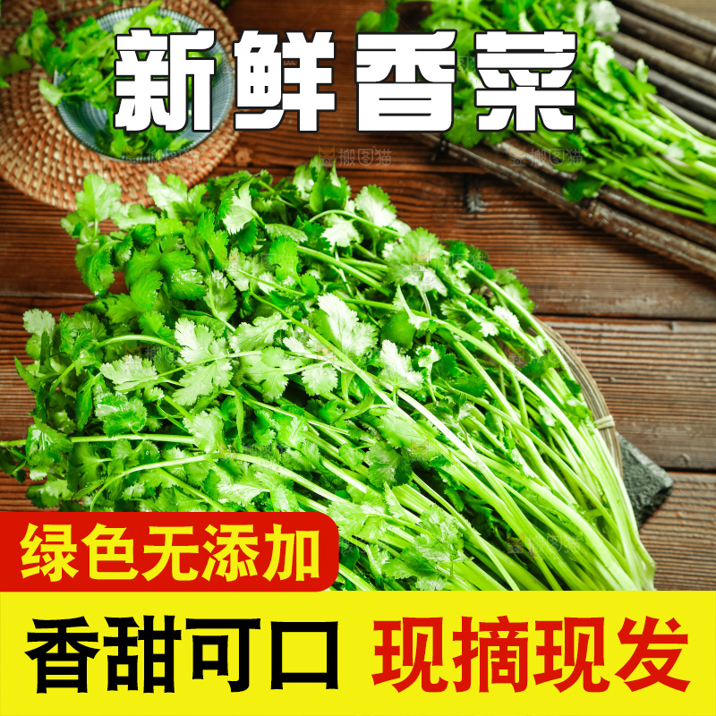 一篮新鲜香菜
