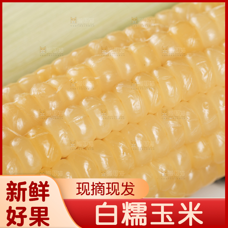 新鲜的白糯玉米棒