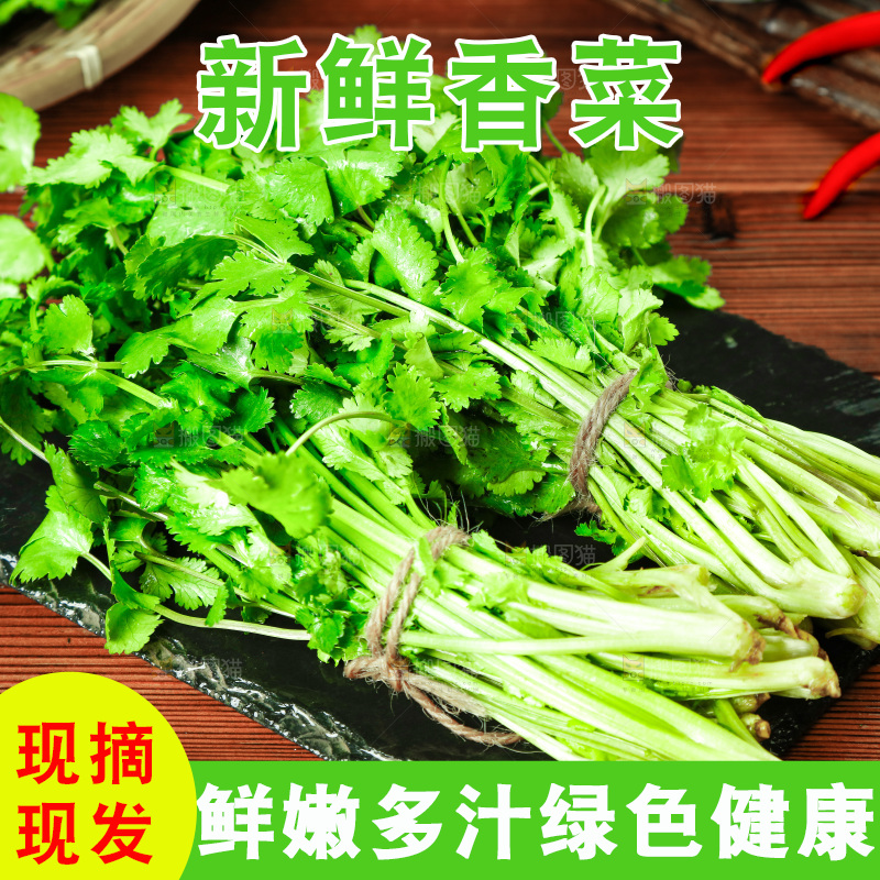 一堆四季香菜