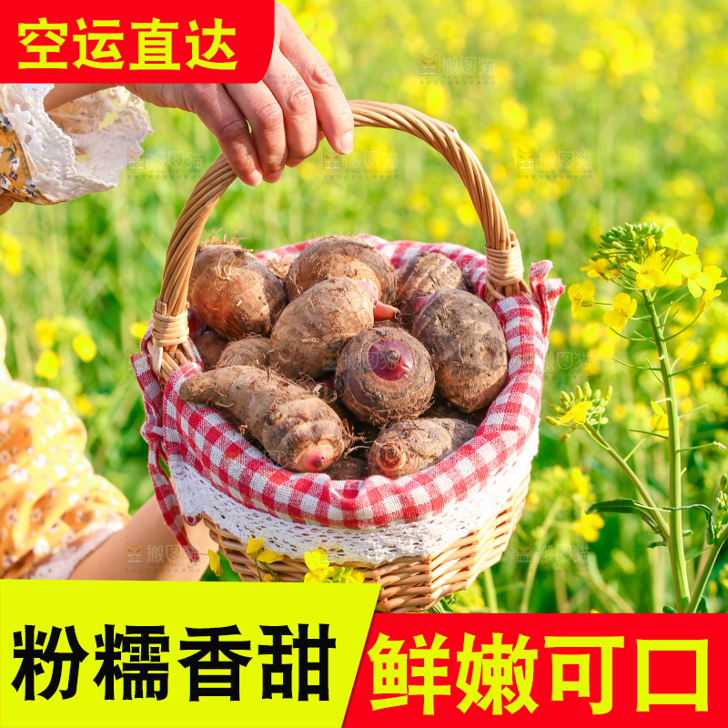 手里提着一篮红芽芋头