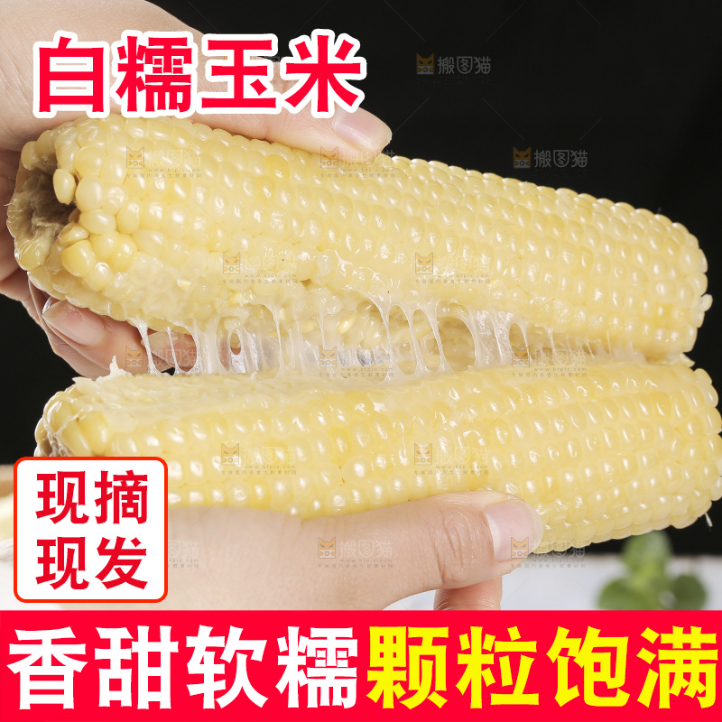 手里拿着白糯玉米
