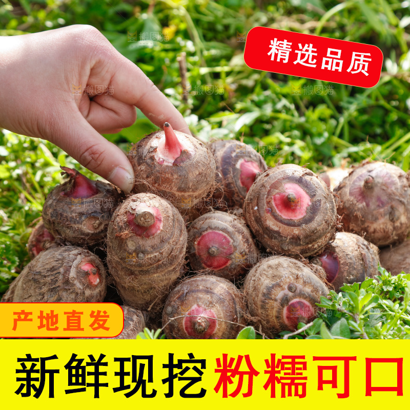 一堆新鲜红芽小芋头